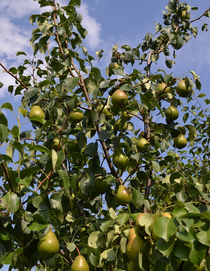 

Груша Добрянка