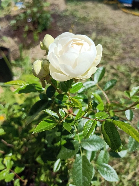 Роза почвопокровная Уайт Морсдаг
