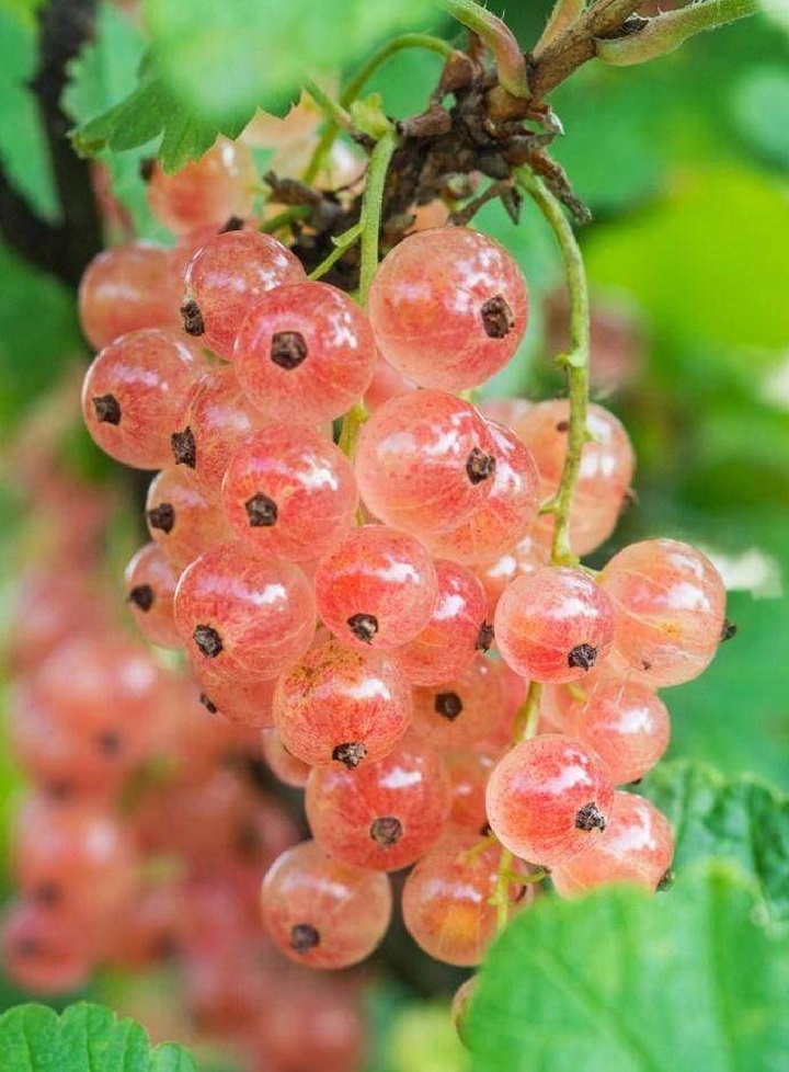 

Смородина цветная Голландская розовая