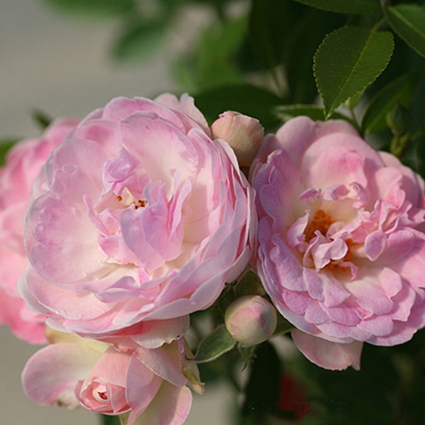 Роза почвопокровная Пинк Морсдаг