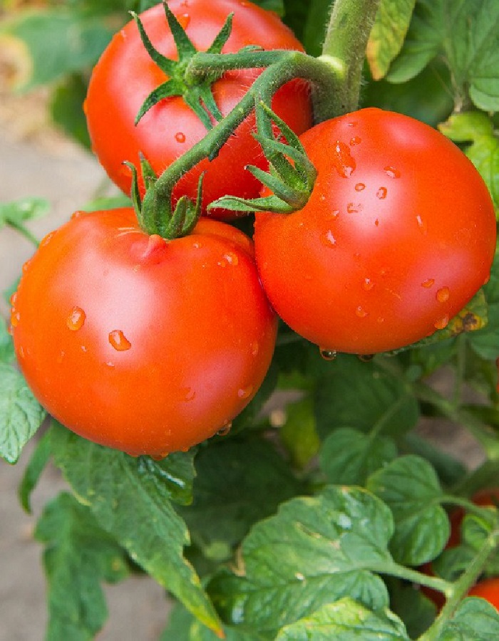 Томат Санька 0,05 гр цв.п семена томат санька 20шт