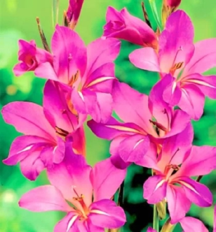 Гладиолус Византийский (Byzantinus) 1 уп. (3 шт.)