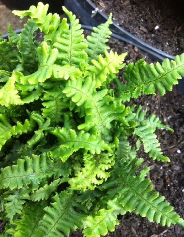 

Папоротник щитовник аф. Криспа Конгеста 1 шт Р9