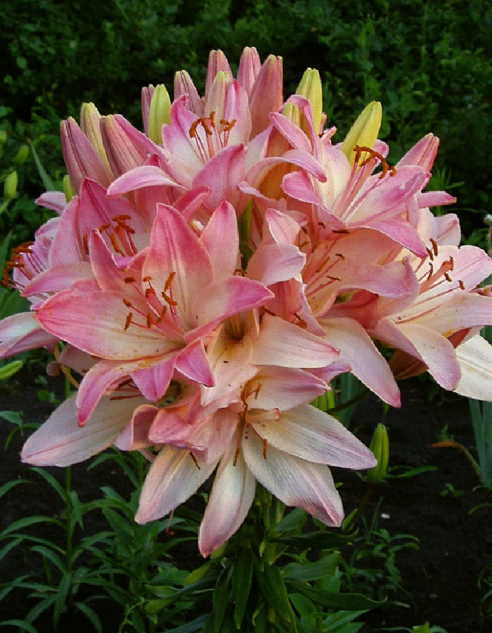 

Лилия Марлен