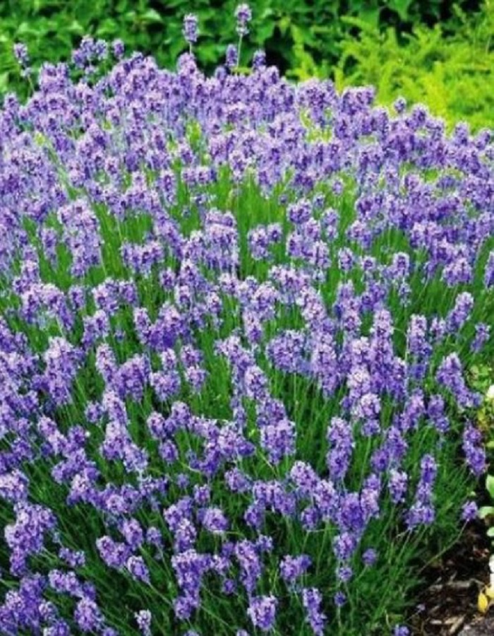 

Лаванда декоративная Услада ASF 1 шт Р9