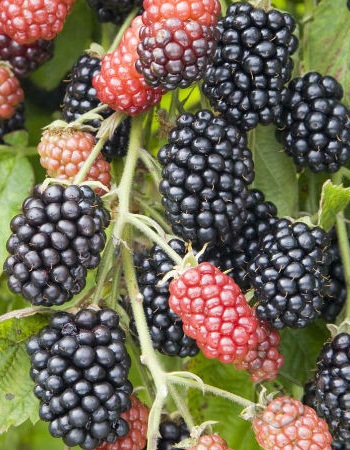 Ежевика Небеса могут подождать 