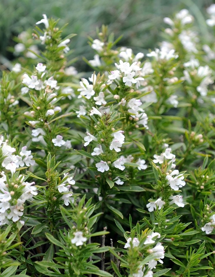 

Чабер Горный бальзам ASF 1 шт Р9