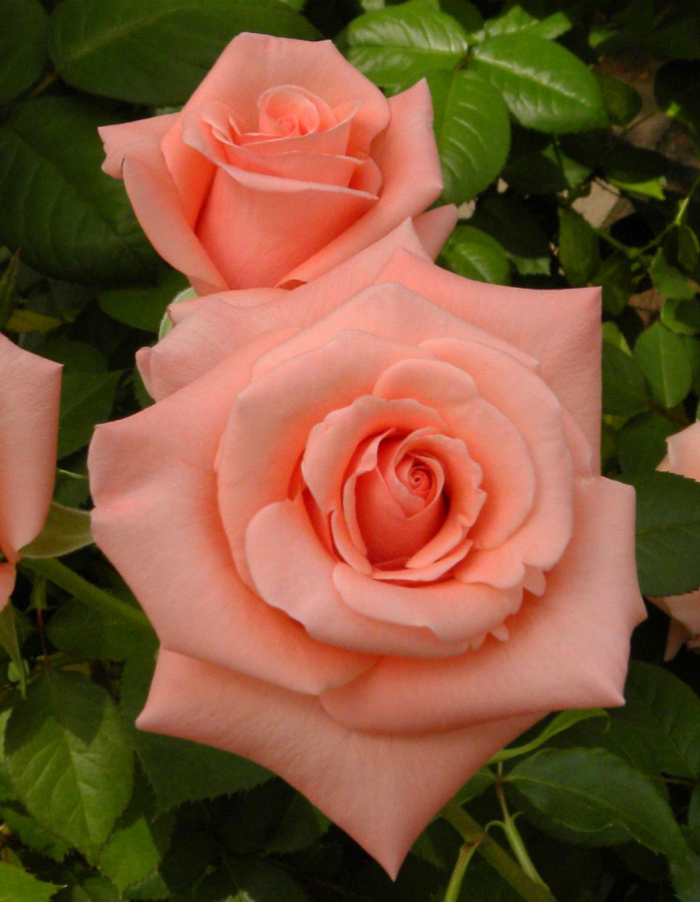 Роза чайно-гибридная Аве Мария 1 шт роза мария каллас чайно гибридная топалович