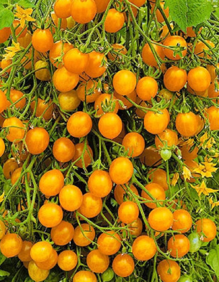 Томат Оранжевый Коктейль F1 черри (УД) 12 шт. цв.п семена томат черри негро f1