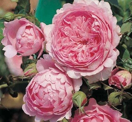 Роза кустовая Шанталь Марье