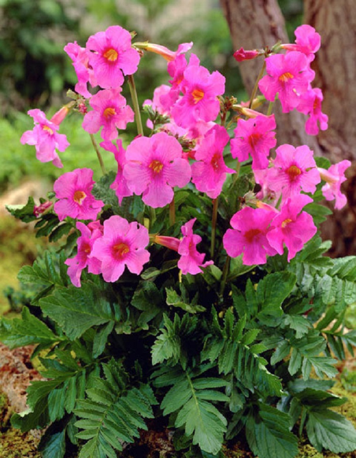 

Инкарвиллея Делавея