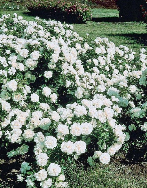 Роза почвопокровная Блан Мейяндекор
