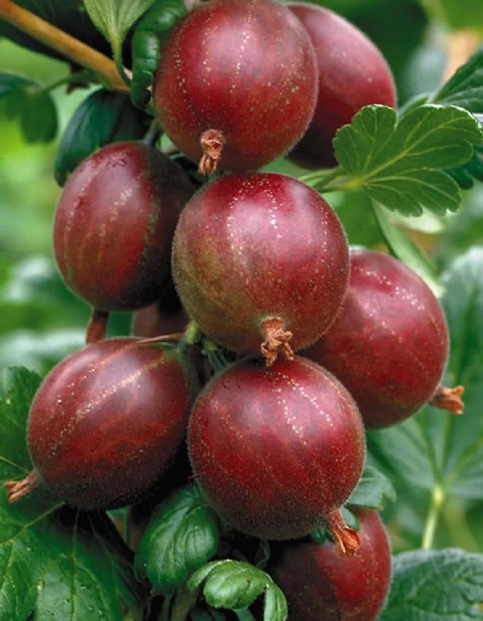 

Крыжовник Хиннонмаки красный