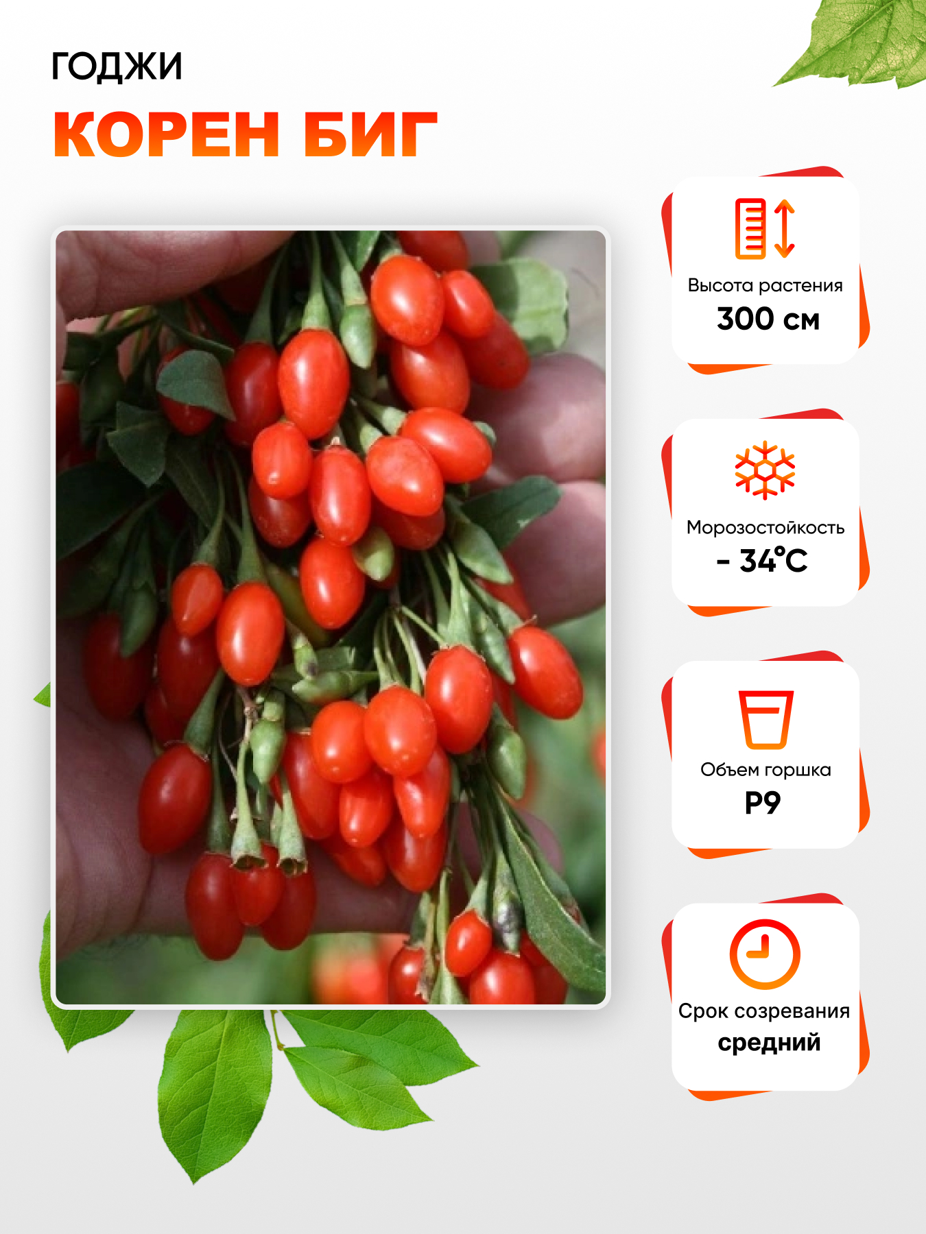 

Годжи Корен биг 1 шт