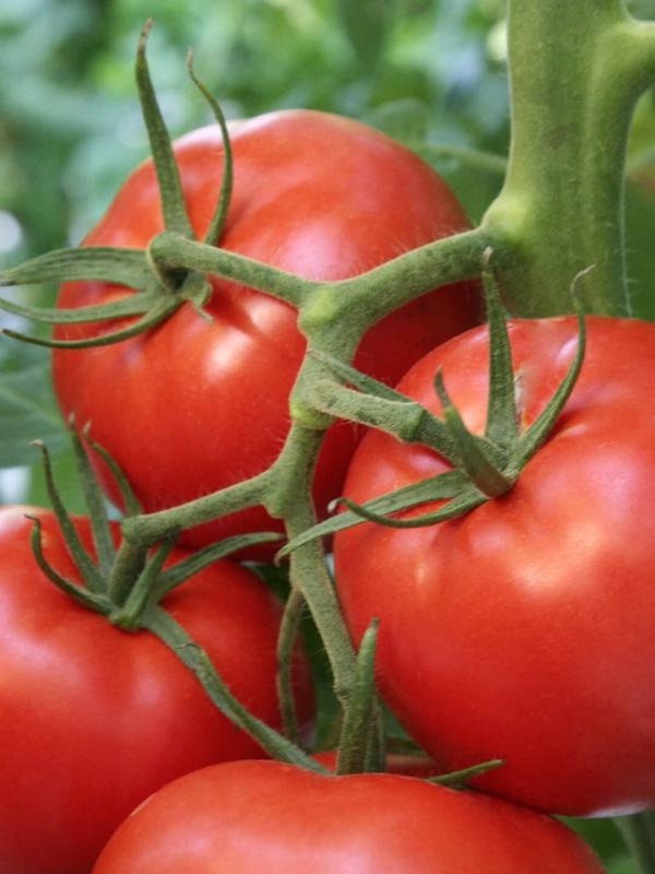 Томат Сибирская гирлянда F1 0,03 гр цв.п семена томат сахарная гирлянда 20шт