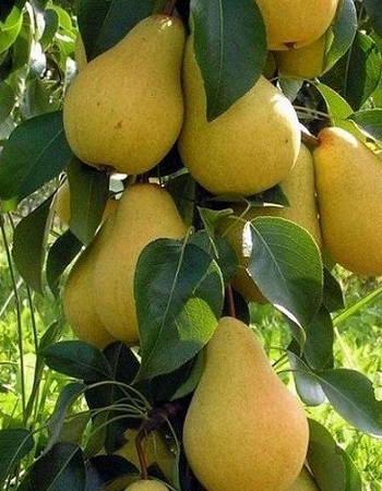 

Груша Декора (колоновидная) 1 шт ОКС