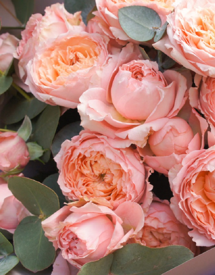 

Роза спрей Джульетта