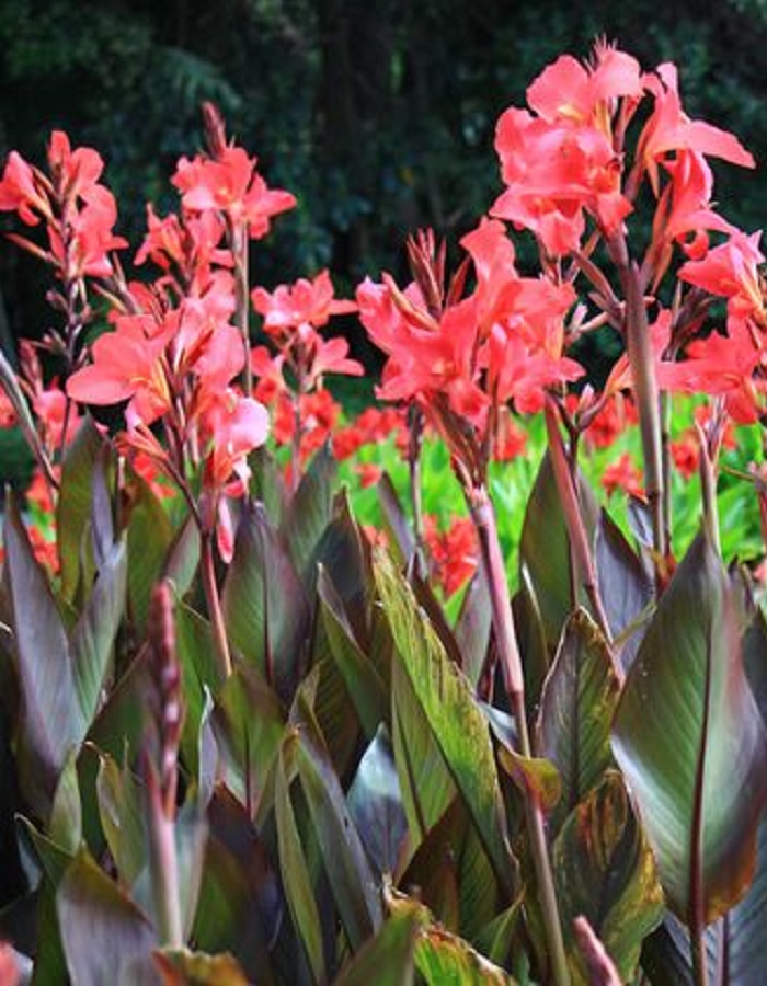 

Канна Пинк энд Роуз 1 шт.