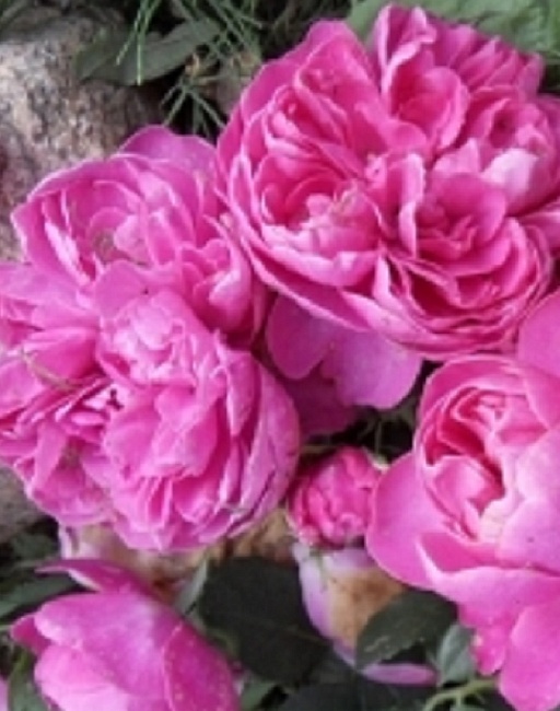 Роза плетистая Аллегро