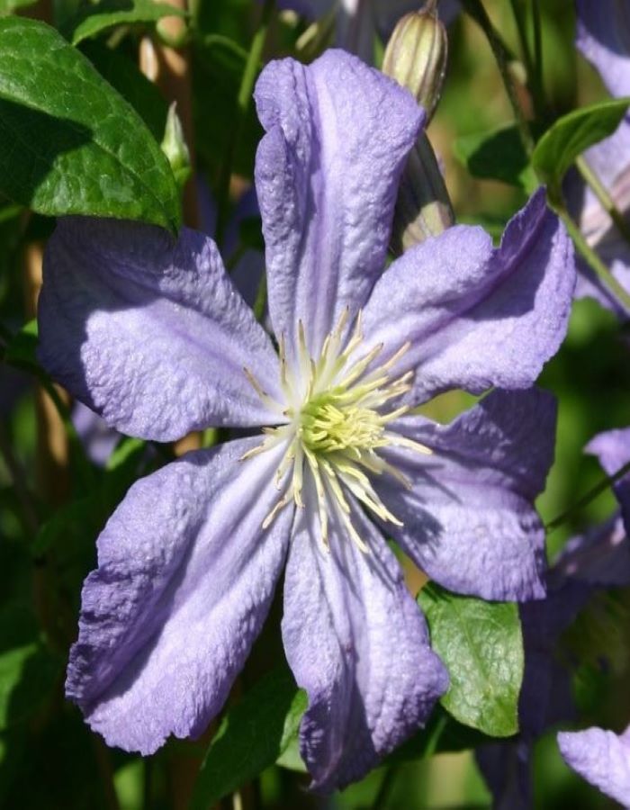 Clematis 'Prince Charles' clematis (group 3) Clematis, Clematis vine, Autumn cle
