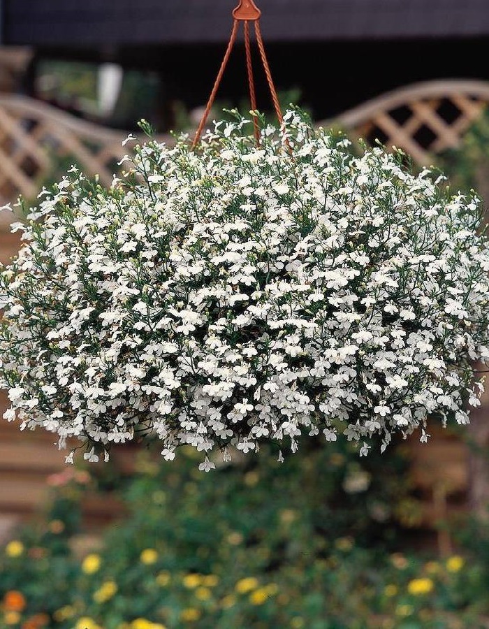 

Лобелия Вечное сияние чистой любви F1 (УД) 0,05 гр цв п