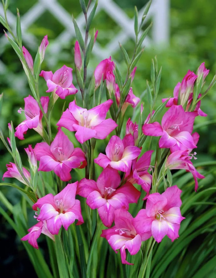 

Гладиолус Шарм