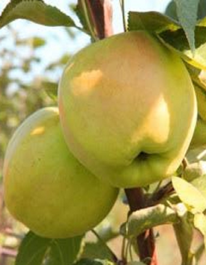 

Яблоня Дачная