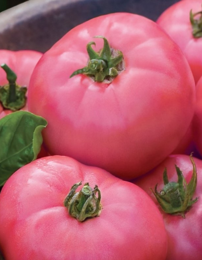 Томат Турбина F1 (УД) 12 шт семена томат персик белый f1 вкуснятина раннеспелые 4 шт уп
