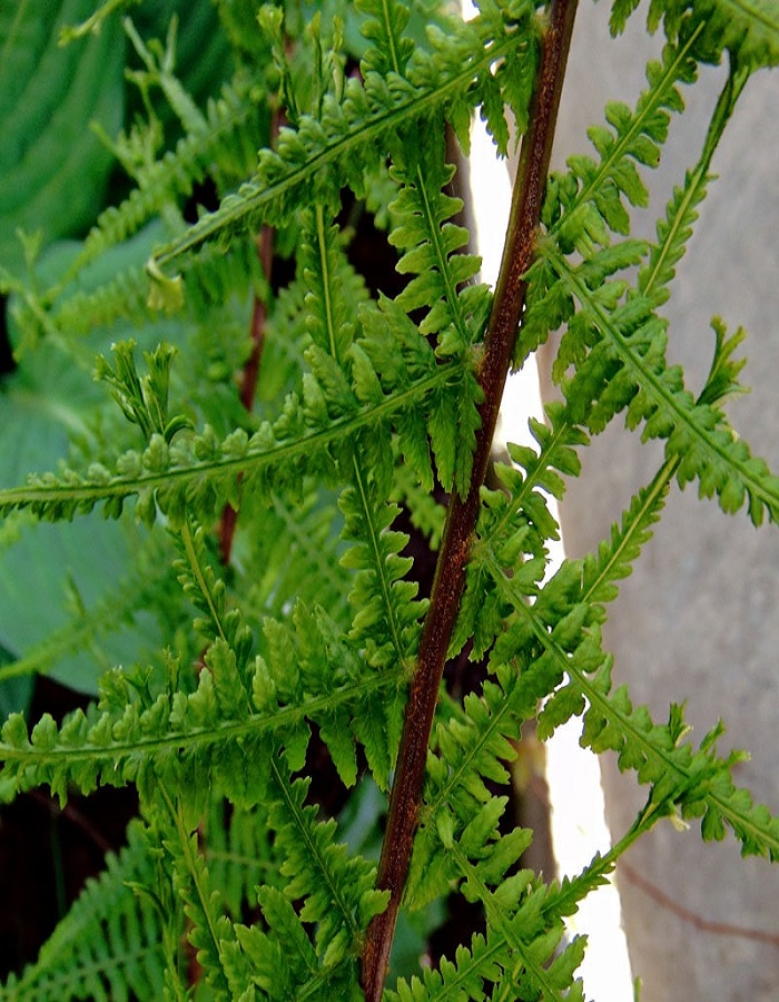 

Папоротник кочедыжник женский Виктория 1 шт Р9