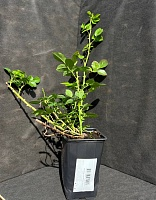 Роза плетистая Полька