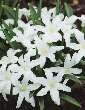 

Хионодокса Люцилии Альба