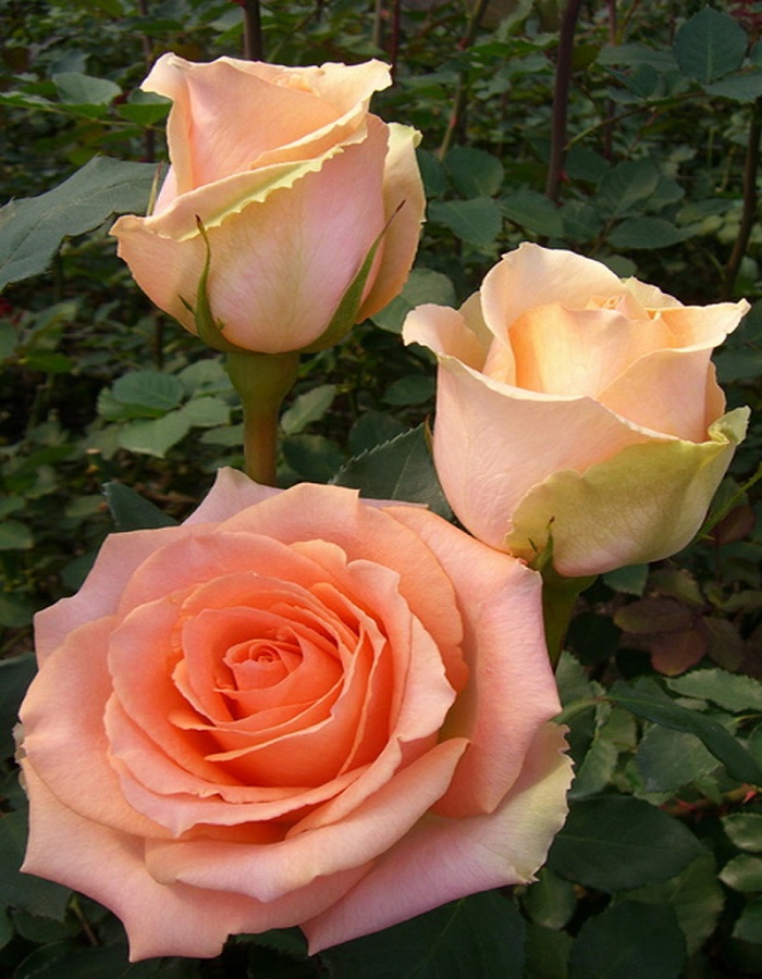 Роза чайно-гибридная Версилия 1 шт