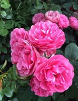 Роза флорибунда Леонардо да Винчи 