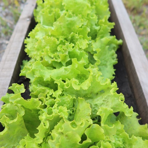 Салат Кучерявец сибирский (УД) 0,3 гр цв.п 