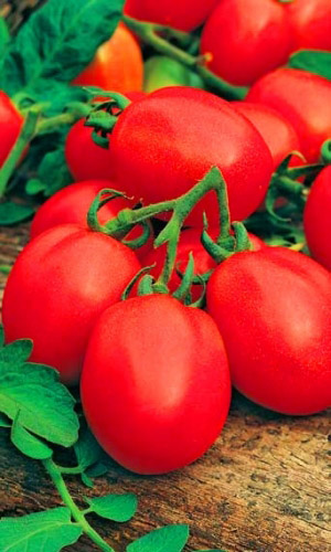 Томат Рановик (УД) 20 шт цв.п