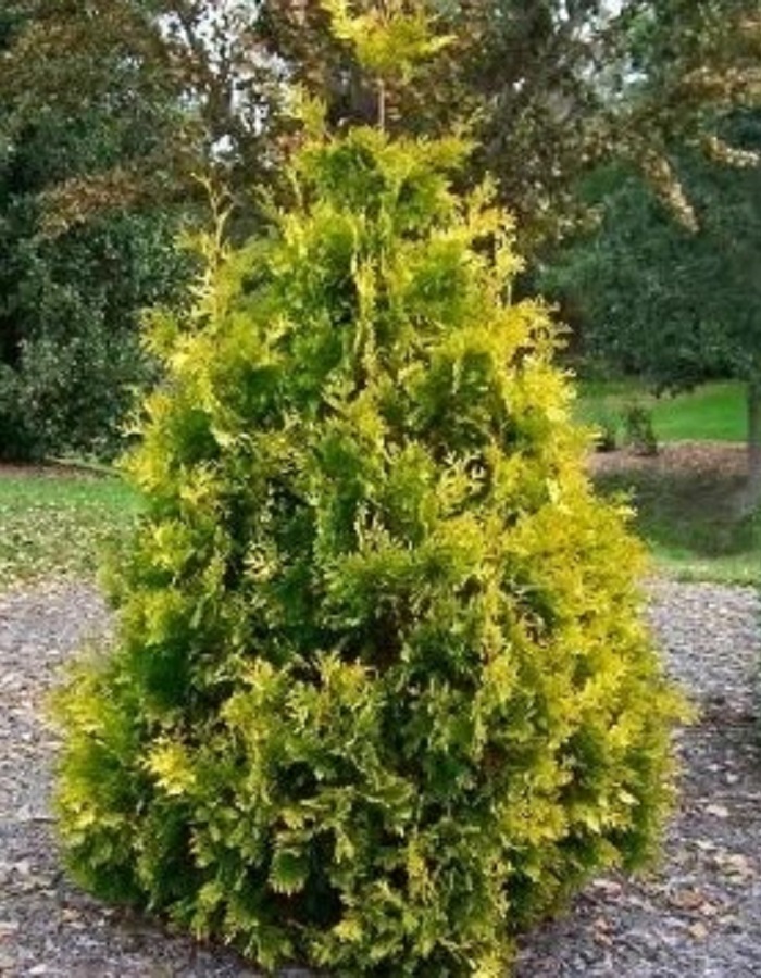 

Туя западная Ауреоспиката 1 шт Р9