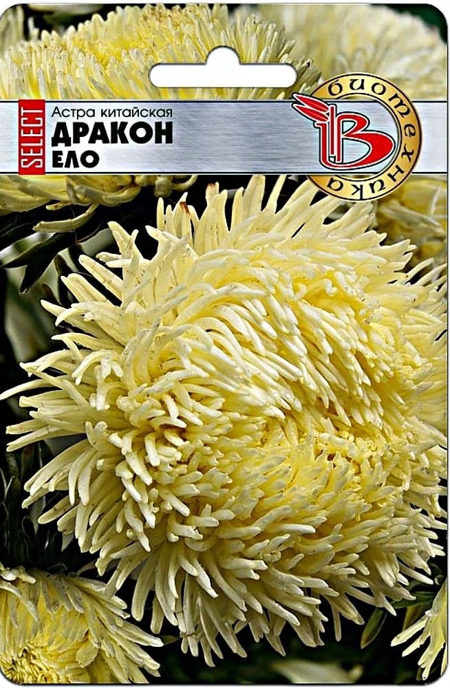 Астра Дракон селект Ело 30 шт 107₽