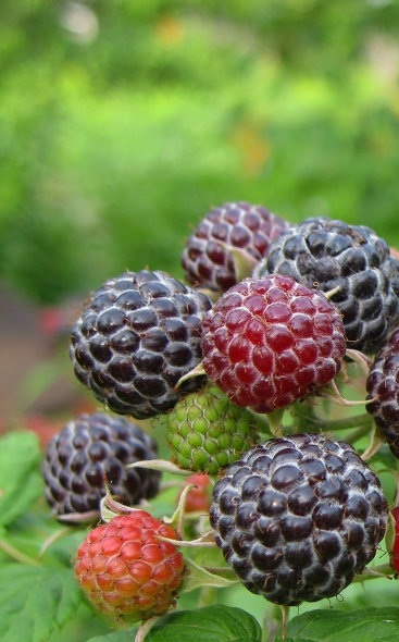 Малина Кумберленд