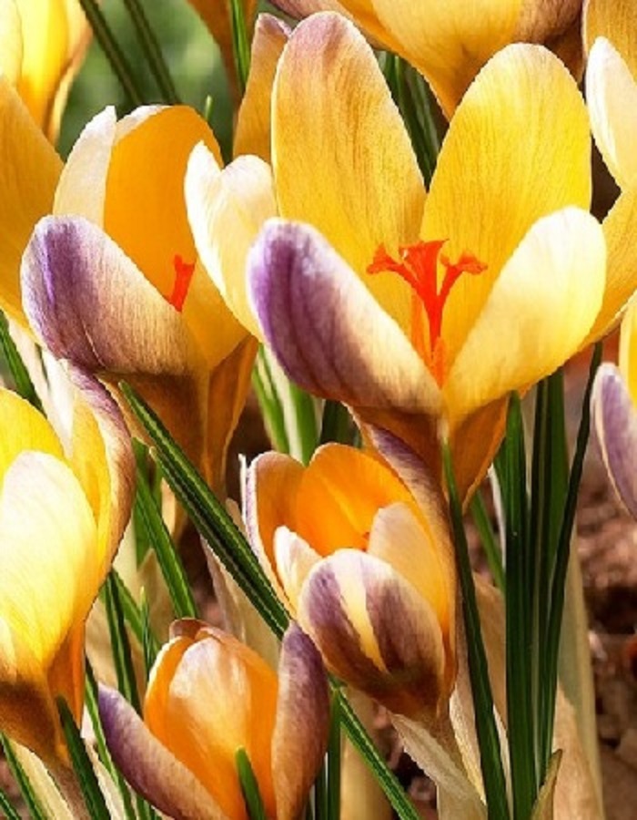 Крокус Эдванс 1 уп. (3 шт.) 