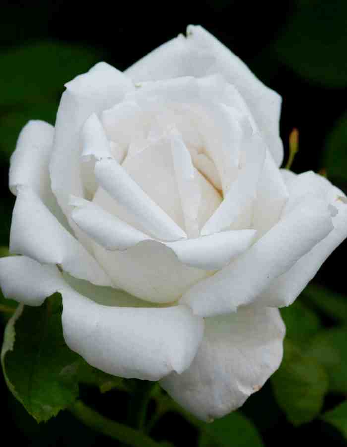 Роза ремонтантная Фрау Карл Друшки 1 шт роза ремонтантная барон жиро де лен 1 шт
