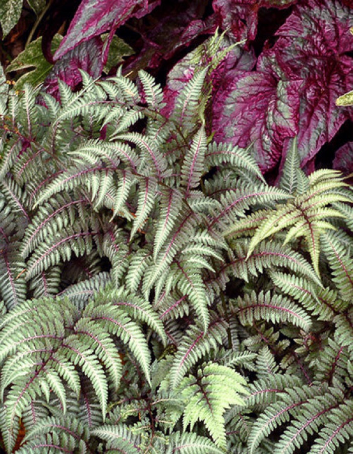 

Папоротник кочедыжник ниппонский Пьютер Лейс 1 шт Р9