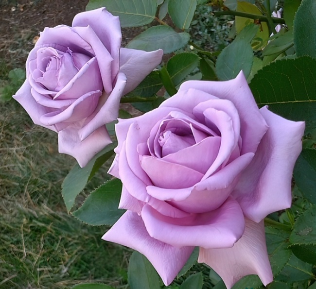 Роза плетистая Индиголетта