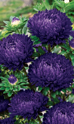 Астра пионовидная Королева гигантов в фиолетовом (УД) 0,2 гр цв п