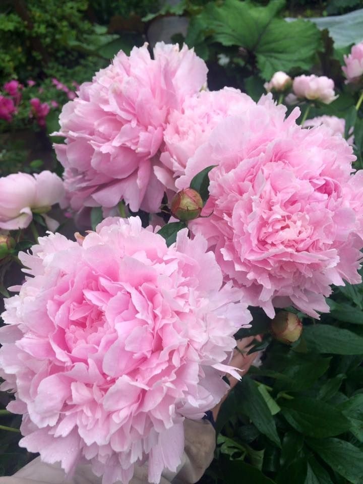 

Пион травянистый Альберт Круз