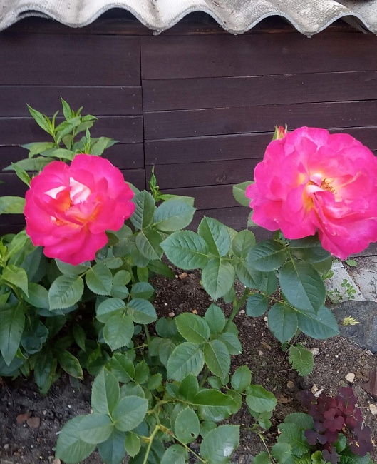 Роза плетистая Декор Арлекин