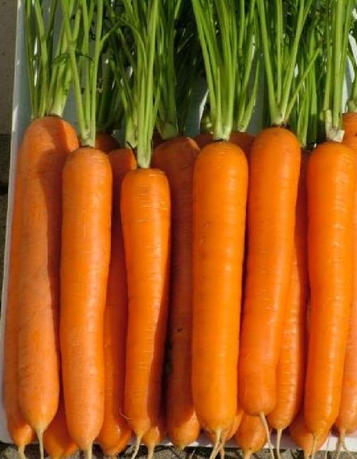 Морковь Лагуна F1 (Nunhems) 0,5г цв.п.