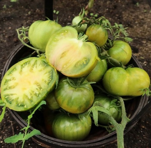 Томат Сибирский конфитюр (Сибирский киви) (УД) F1 20 шт цв.п.