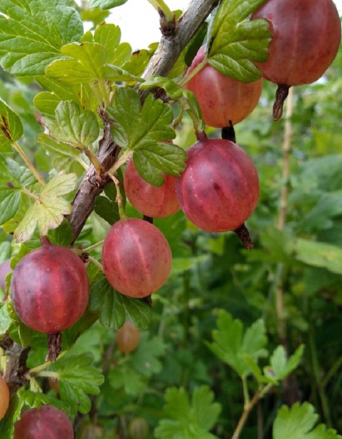 

Крыжовник Садко