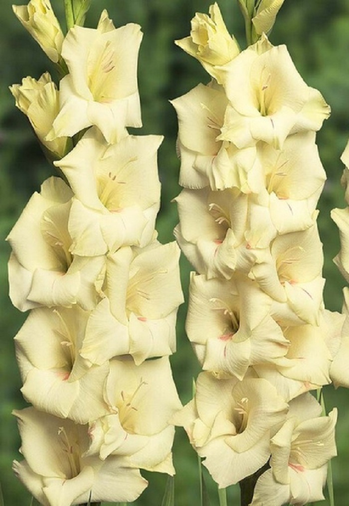 

Гладиолус Крим Перфекшн 1 уп (3 шт)