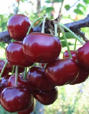 Вишне-черешневый гибрид (ВЧГ) Ивановна